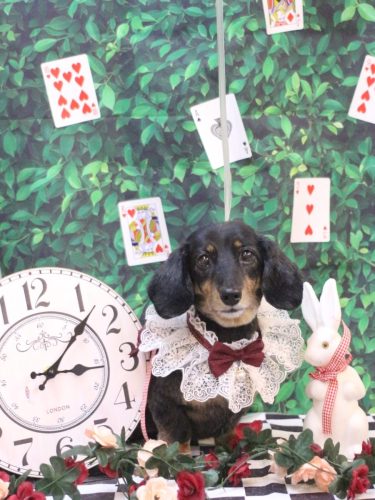 20250426モカちゃん